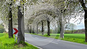 Spring landscape a road among blossoming cherry alley. Germany countryside.