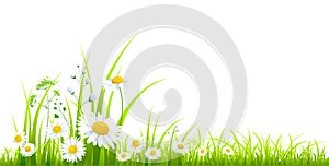 Summer or spring green grass isolated on a white background. Long format. Yellow dandelions. Vector illustration