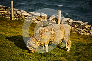 Spring landscape and sheeps in the lands of Ireland