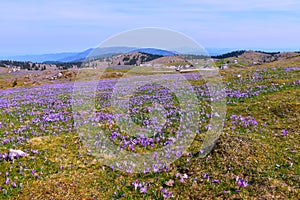 Spring landscape with spring crocus (Crocus vernus) flowers