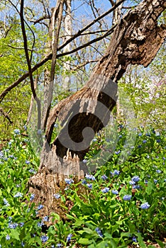 Spring landscape at Starved Rock