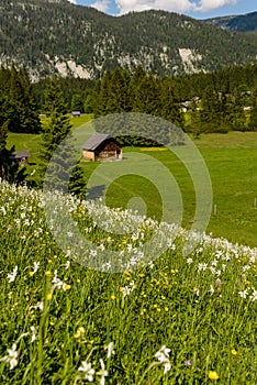 Spring landscape Styria,Austria.