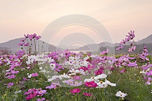 Spring landscape at sunset