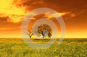 Spring landscape at sunset, trees and green field