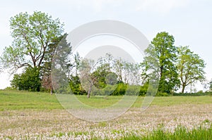 Spring landscape in swabian alb on a sunny day