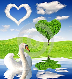 Spring landscape with swan