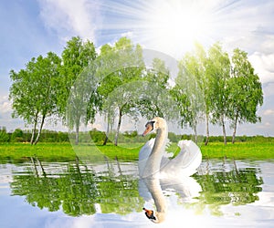 Spring landscape with swan