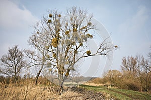 Spring landscape with a tree with mistletoe