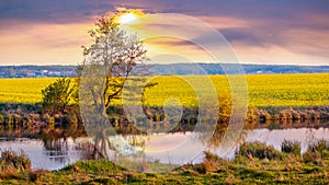 Spring landscape with a tree by the river and a yellow rapeseed field during sunset