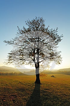 Jarná krajina so stromom a slnkom