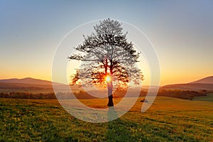 Spring landscape with tree and sun