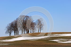 Spring landscape with trees