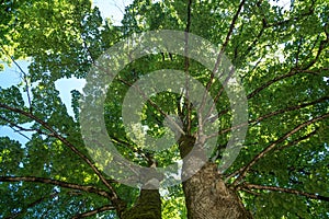 Spring landscape of trees against the sky