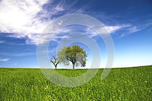 Spring landscape, trees and blue sky