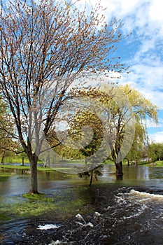 Spring landscape, trees in flooded soils