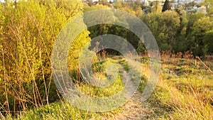 spring landscape with trees and path against the sky russia