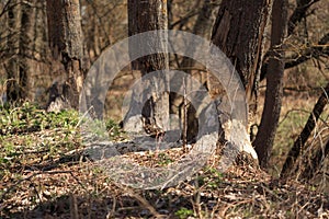 Spring landscape trunks trees eaten by beavers