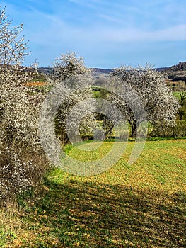 Spring landscape view is with flowering trees in a field, Torgny, Gaume