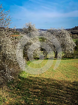 Spring landscape view is with flowering trees in a field, Torgny, Gaume,