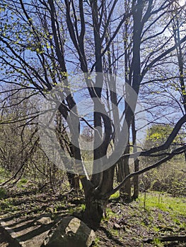 Spring Landscape of Vitosha Mountain, Bulgaria