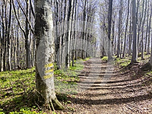 Spring Landscape of Vitosha Mountain, Bulgaria