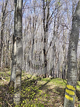 Spring Landscape of Vitosha Mountain, Bulgaria