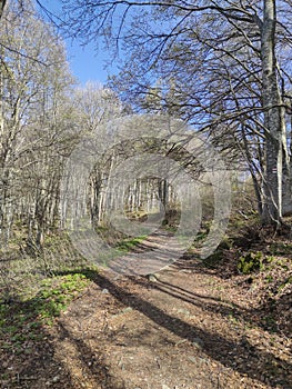 Spring landscape of Vitosha Mountain, Bulgaria