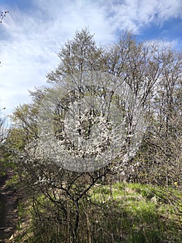 Spring landscape of Vitosha Mountain, Bulgaria