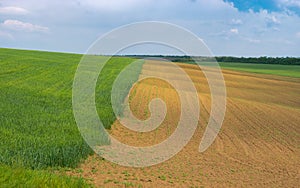 Spring landscape with wavy wheat field next to sunflower one