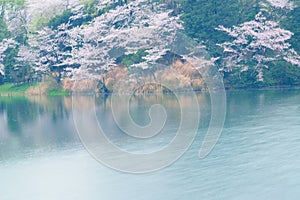 Spring Landscape of White Cherry Blossoms around Pond waters in Japan