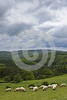 Spring landscape with white sheep in White Carpathians, Czech Republic