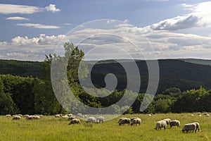 Spring landscape with white sheep in White Carpathians, Czech Republic