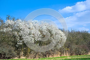 Spring landscape with white white flowering trees on a green meadow and blue sky