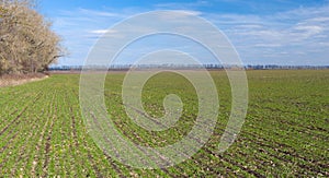 Spring landscape with winter crops