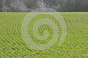 Spring landscape with winter wheat