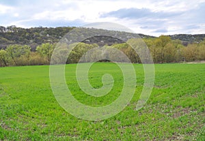 Spring landscape with winter wheat