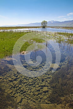 Spring landscape of the words largest regularly flooded karst livno polje in Bosnia and Herzegovina