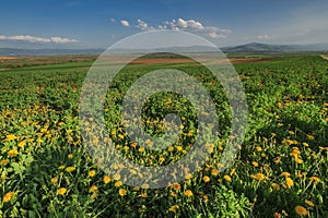 Spring landscape with yellow dandelions flower