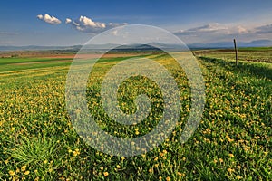 Spring landscape with yellow dandelions flower and blue cloudy sky