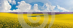 Spring landscape with a yellow field of blooming rapeseed and a picturesque blue sky with white curly clouds