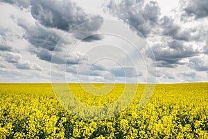 Spring landscape with yellow flowering colza fields under dramatic sky