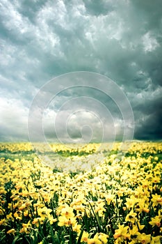 Spring landscape with yellow flowers narcissus