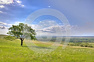 Spring lanscape with oak