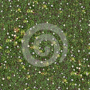 Spring Lawn with Asters. Seamless TileableTexture.