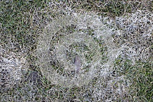 Spring lawn grass affected by grey snow mold Typhula sp. in the April garden