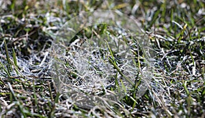 Spring lawn grass affected by grey snow mold Typhula sp. in the April garden