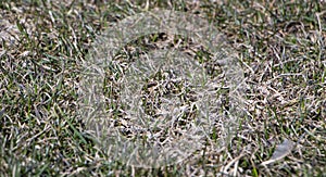 Spring lawn grass affected by grey snow mold Typhula sp. in the April garden