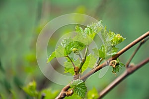 spring, laza of young grapes isabella, inflorescence, young shoot, grapes