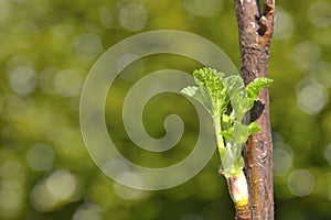 Spring Leaf Buds