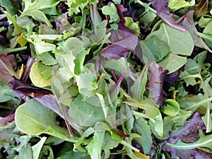 Spring leaf lettuce on display